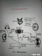 怀孕养宠物究竟会不会感染弓形虫吗
