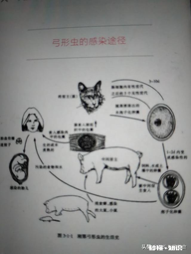 怀孕养宠物究竟会不会感染弓形虫吗