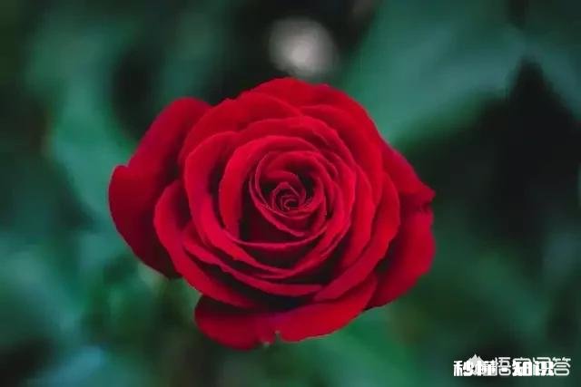 娱乐平台一直坚持写原创，4.7万阅读量只有1.79元收益，还有坚持的必要吗