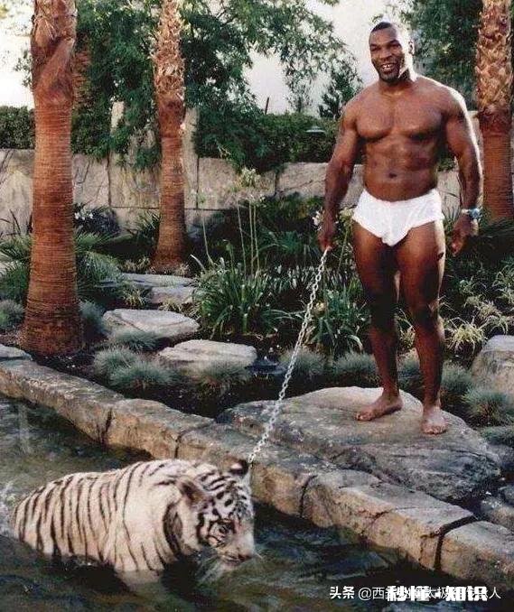 重量级拳王巅峰泰森和世界次重量级自由搏击拳王有的打吗