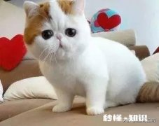 手机更改接入点模式后有弊端吗