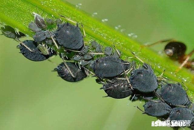 比芝麻还小 月季花叶片背面长满小黑点状的虫子,是什么病虫害该怎么治