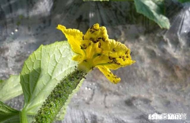 比芝麻还小 月季花叶片背面长满小黑点状的虫子,是什么病虫害该怎么治