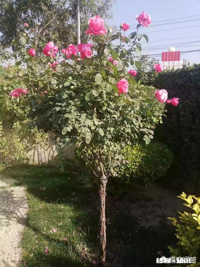 比芝麻还小 月季花叶片背面长满小黑点状的虫子,是什么病虫害该怎么治