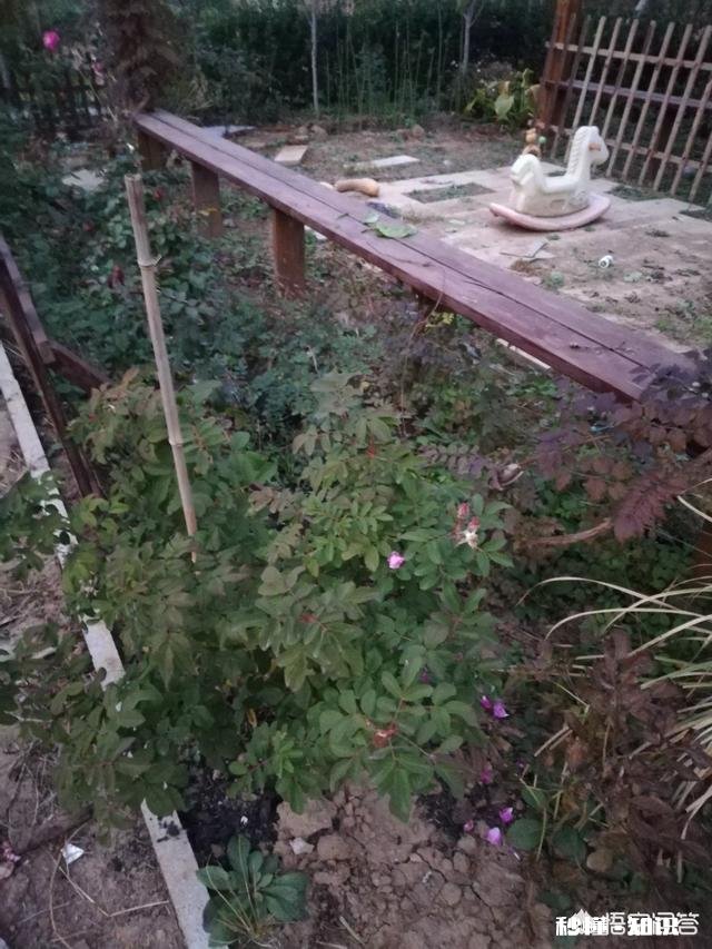 比芝麻还小 月季花叶片背面长满小黑点状的虫子,是什么病虫害该怎么治