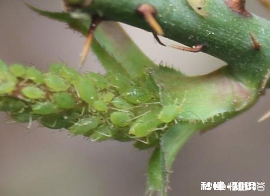 比芝麻还小 月季花叶片背面长满小黑点状的虫子,是什么病虫害该怎么治