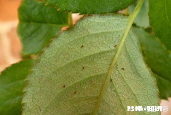 比芝麻还小 月季花叶片背面长满小黑点状的虫子,是什么病虫害该怎么治