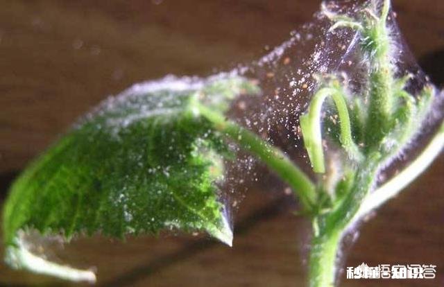 比芝麻还小 月季花叶片背面长满小黑点状的虫子,是什么病虫害该怎么治