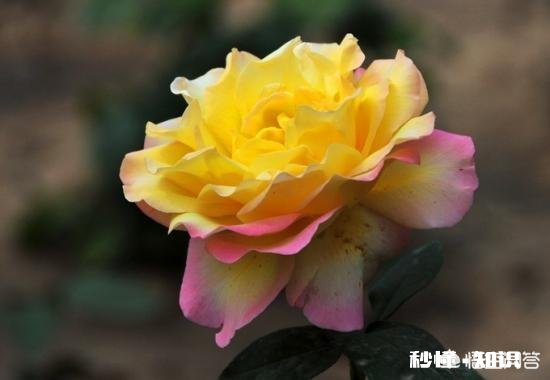 比芝麻还小 月季花叶片背面长满小黑点状的虫子,是什么病虫害该怎么治