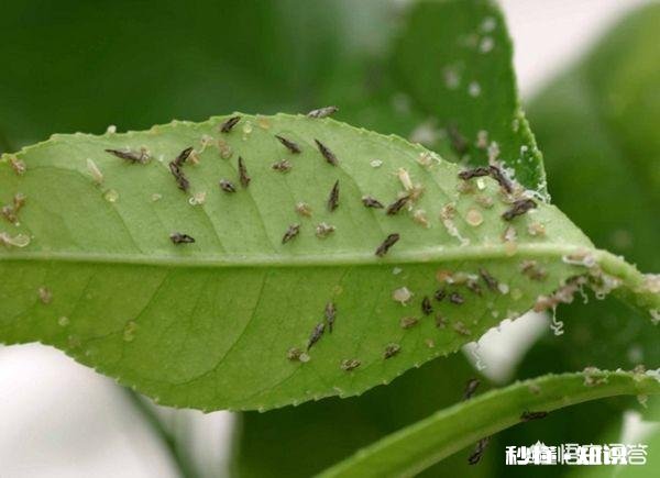 比芝麻还小 月季花叶片背面长满小黑点状的虫子,是什么病虫害该怎么治
