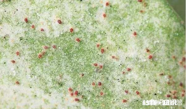 比芝麻还小 月季花叶片背面长满小黑点状的虫子,是什么病虫害该怎么治