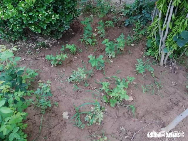 比芝麻还小 月季花叶片背面长满小黑点状的虫子,是什么病虫害该怎么治