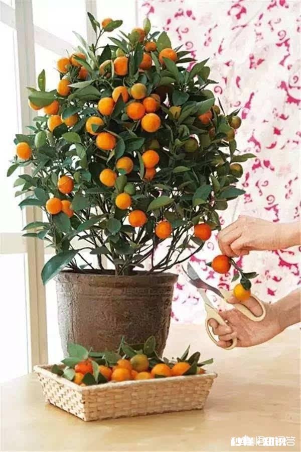 种植的柑橘二年幼树，春季出现开花现象，要如何管理