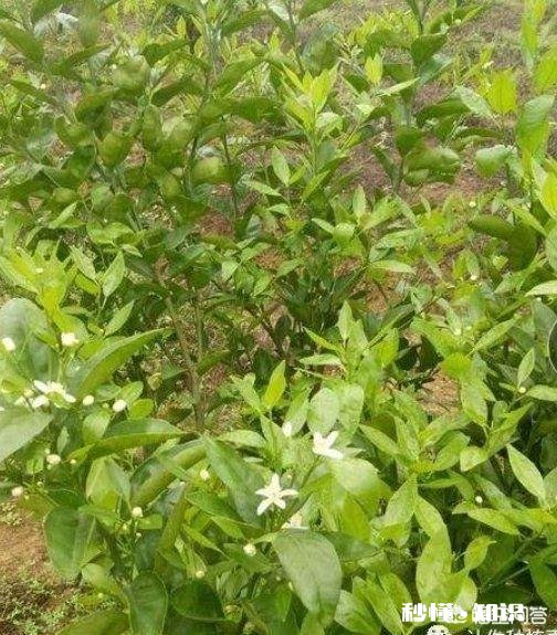 种植的柑橘二年幼树，春季出现开花现象，要如何管理