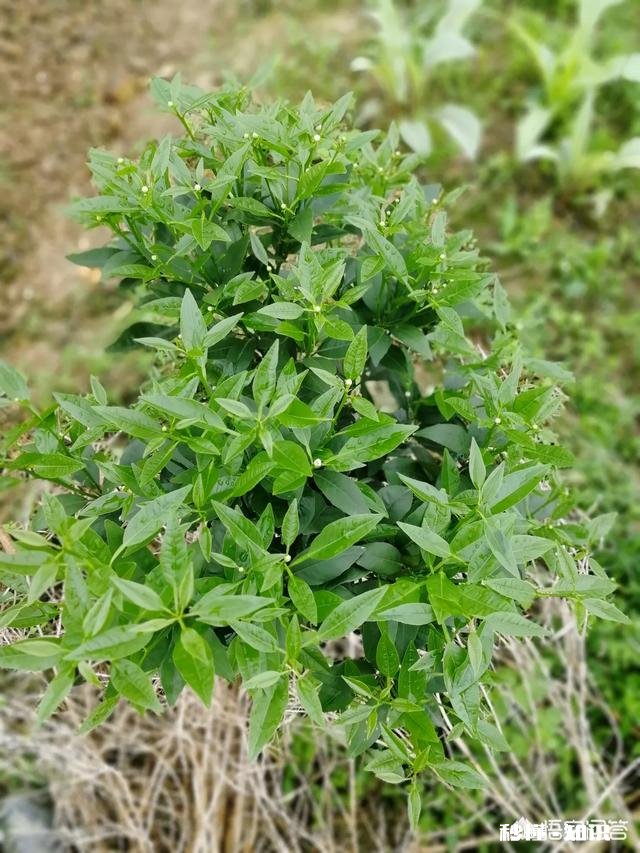 种植的柑橘二年幼树，春季出现开花现象，要如何管理