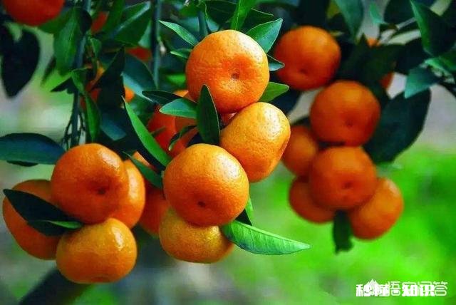 种植的柑橘二年幼树，春季出现开花现象，要如何管理