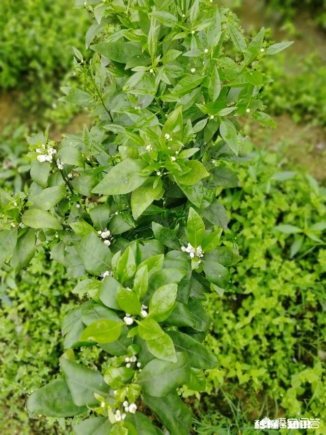 种植的柑橘二年幼树，春季出现开花现象，要如何管理