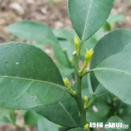 种植的柑橘二年幼树，春季出现开花现象，要如何管理