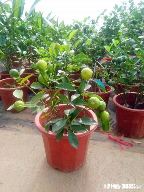 种植的柑橘二年幼树，春季出现开花现象，要如何管理