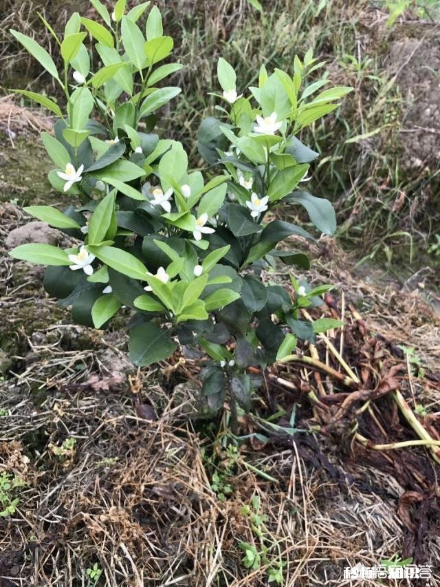 种植的柑橘二年幼树，春季出现开花现象，要如何管理