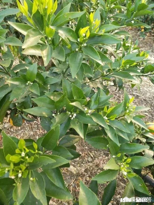 种植的柑橘二年幼树，春季出现开花现象，要如何管理