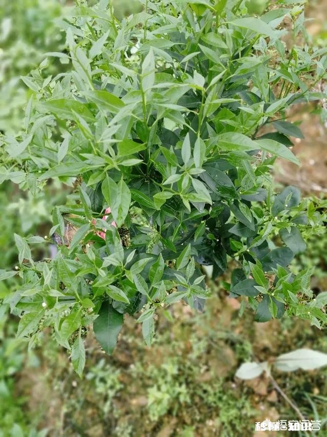种植的柑橘二年幼树，春季出现开花现象，要如何管理
