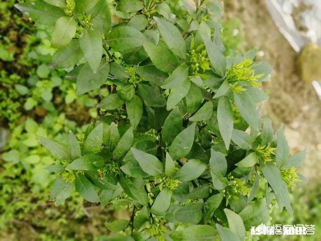 种植的柑橘二年幼树，春季出现开花现象，要如何管理