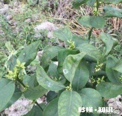 种植的柑橘二年幼树，春季出现开花现象，要如何管理