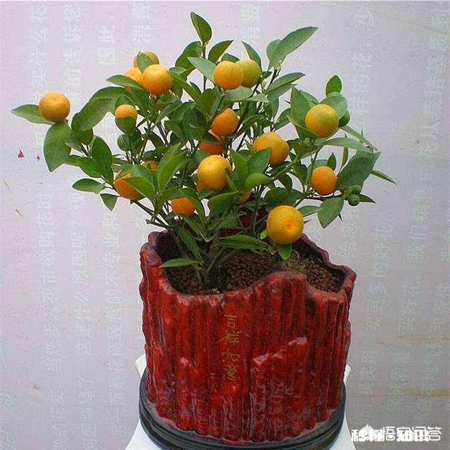 种植的柑橘二年幼树，春季出现开花现象，要如何管理