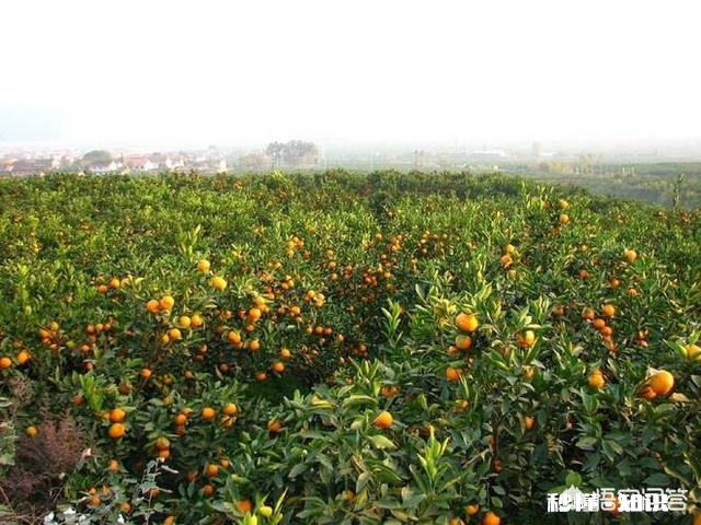 种植的柑橘二年幼树，春季出现开花现象，要如何管理