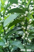 种植的柑橘二年幼树，春季出现开花现象，要如何管理