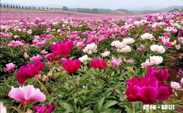 芍药花什么时候拍大场景,在哪里拍摄好