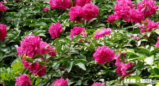 芍药花什么时候拍大场景,在哪里拍摄好