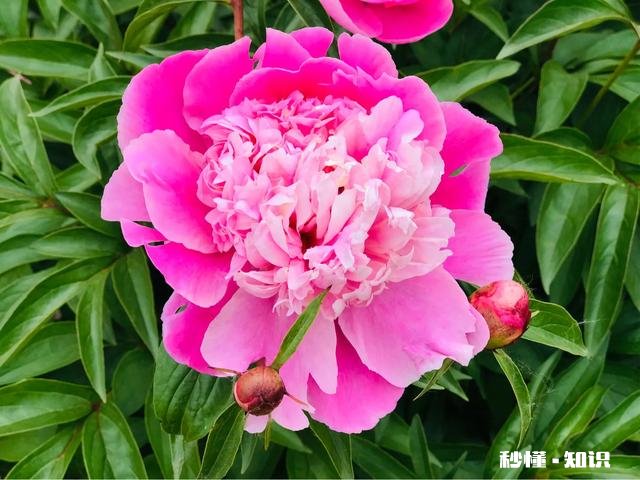 芍药花什么时候拍大场景,在哪里拍摄好