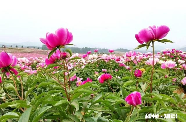 芍药花什么时候拍大场景,在哪里拍摄好