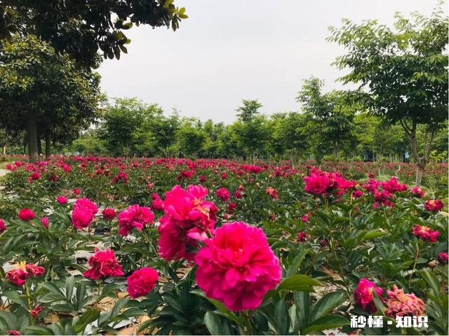 芍药花什么时候拍大场景,在哪里拍摄好