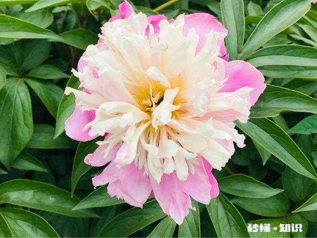 芍药花什么时候拍大场景,在哪里拍摄好