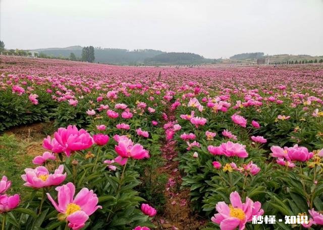 芍药花什么时候拍大场景,在哪里拍摄好