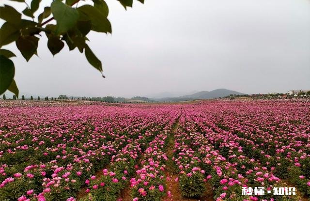 芍药花什么时候拍大场景,在哪里拍摄好