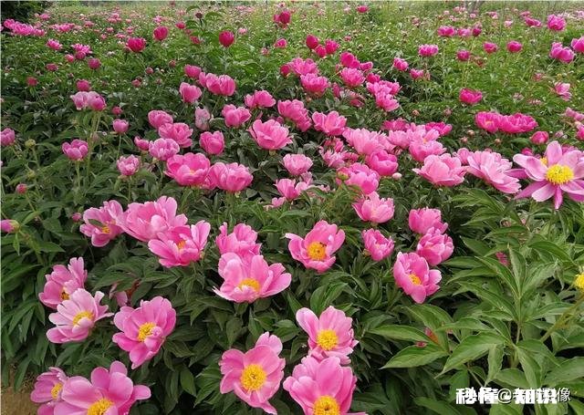 芍药花什么时候拍大场景,在哪里拍摄好