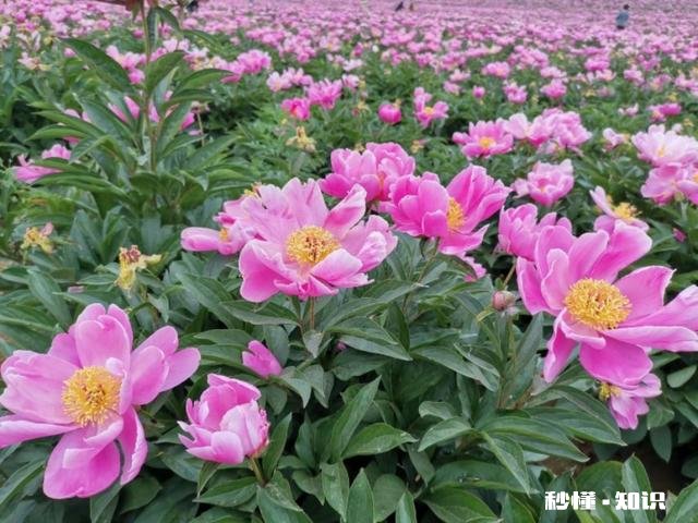 芍药花什么时候拍大场景,在哪里拍摄好