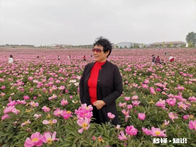 芍药花什么时候拍大场景,在哪里拍摄好