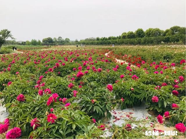 芍药花什么时候拍大场景,在哪里拍摄好