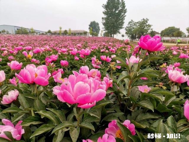 芍药花什么时候拍大场景,在哪里拍摄好