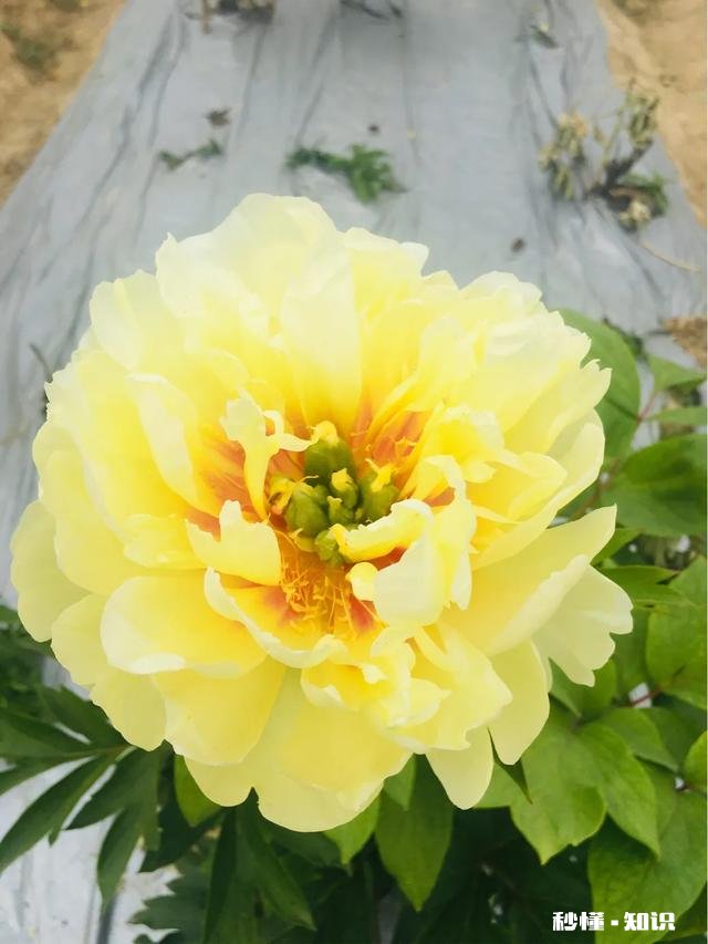 芍药花什么时候拍大场景,在哪里拍摄好