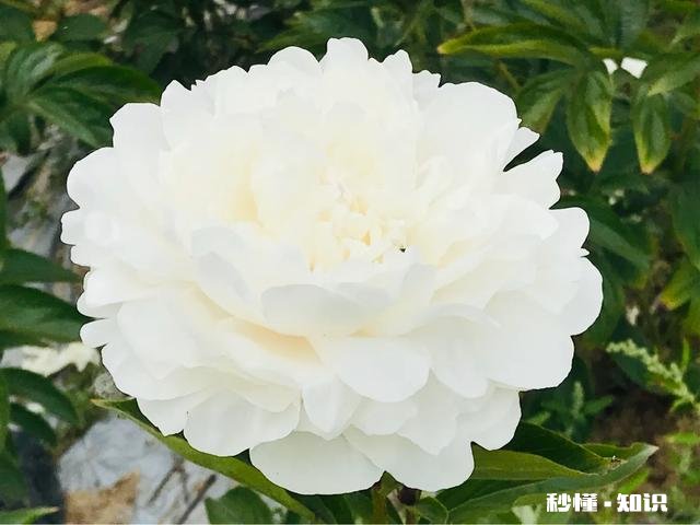 芍药花什么时候拍大场景,在哪里拍摄好