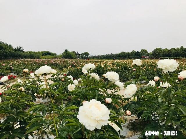 芍药花什么时候拍大场景,在哪里拍摄好