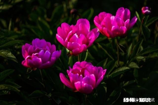 芍药花什么时候拍大场景,在哪里拍摄好