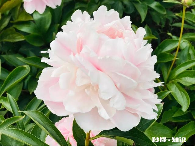 芍药花什么时候拍大场景,在哪里拍摄好