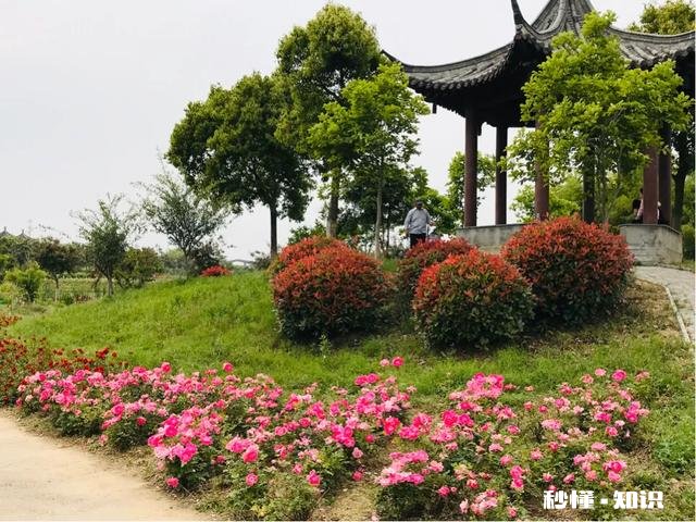 芍药花什么时候拍大场景,在哪里拍摄好